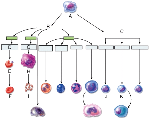 <strong>Which labeled cell in the diagram will develop into thrombocytes? </strong> A)G B)J C)K D)L E)E