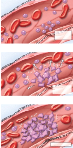 <strong>What does this figure represent? </strong> A)Erythropoiesis B)RBC differentiation C)Emigration D)Clot formation E)Clot retraction