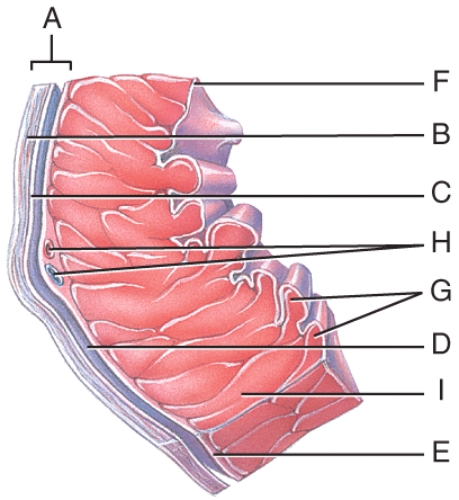 Which portion of the heart wall is responsible for the pumping action?