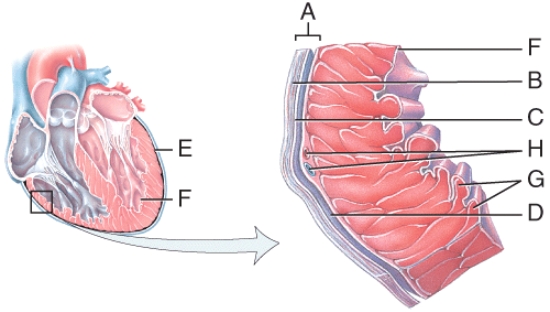 <strong>In the diagram,where are the trabeculae carneae?  </strong> A)D B)E C)F D)G E)H <div style=padding-top: 35px> 