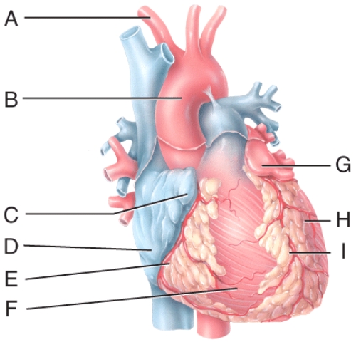 In the diagram,where is the left auricle of the left atrium?