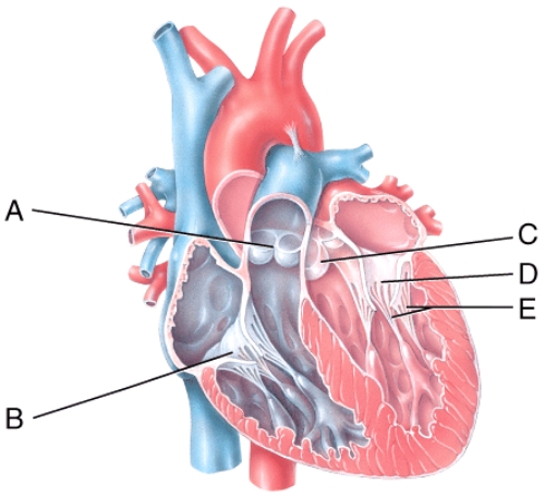 In the diagram,which labeled structures are atrioventricular valves?