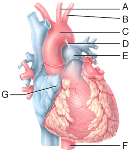 Which labeled structure shown in the diagram is a pouch-like extension that serves to slightly increase the capacity of an atrium?