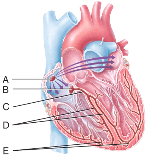 <strong>Which labeled structure in the figure carries the cardiac action potential directly into the contractile fibers of the ventricular myocardium?  </strong> A)A B)B C)C D)D E)E <div style=padding-top: 35px> 