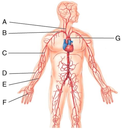 <strong>Which vessel in the figure is labeled B? </strong> A)right ulnar artery B)right subclavian artery C)right radial artery D)right brachial artery E)right axillary artery