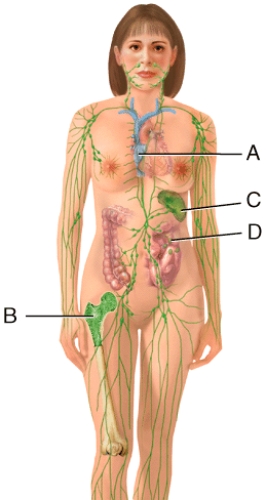 <strong>In the diagram,where do pluripotent stem cells come from?  </strong> A)A B)B C)C D)D E)None of these choices <div style=padding-top: 35px> 
