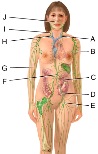 <strong>Which structure in the figure is a lymphatic vessel?  </strong> A)B B)C C)D D)J E)G <div style=padding-top: 35px> 