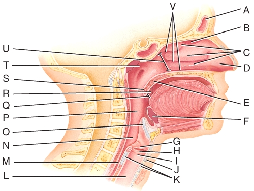 <strong>Where are the olfactory receptors found?  </strong> A)A B)B C)C D)D E)U <div style=padding-top: 35px> 