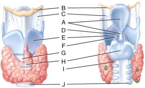<strong>What is line D pointing to?  </strong> A)Thyrohyoid membrane B)Corniculate cartilage C)Cricothyroid ligament D)Cricoid cartilage E)Tracheal cartilage <div style=padding-top: 35px> 
