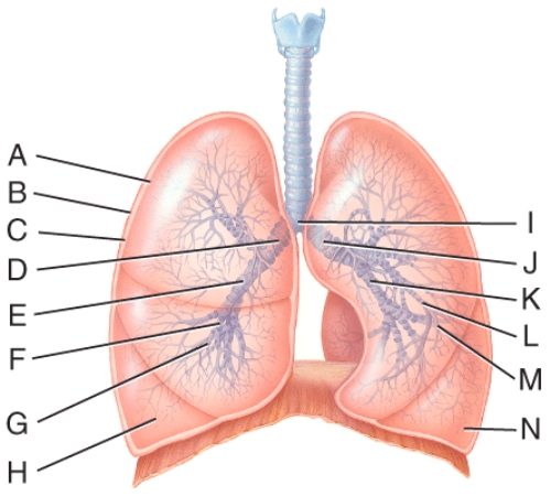 <strong>What is line B pointing to?  </strong> A)Carina B)Visceral pleura C)Parietal pleura D)Pleural cavity E)Diaphragm <div style=padding-top: 35px> 