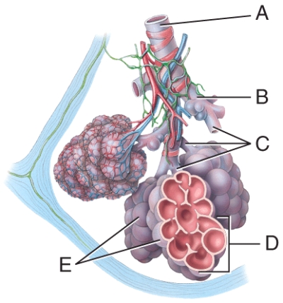 <strong>Where is the terminal bronchiole?  </strong> A)A B)B C)C D)D E)E <div style=padding-top: 35px> 
