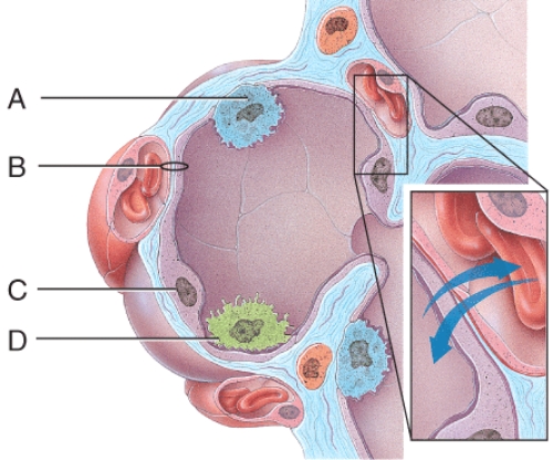 <strong>Which cells are the main sites of gas exchange?  </strong> A)A B)B C)C D)D E)All of these choices <div style=padding-top: 35px> 