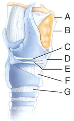 <strong>Which structure in the figure is the vocal fold?  </strong> A)F B)D C)C D)E E)G <div style=padding-top: 35px> 