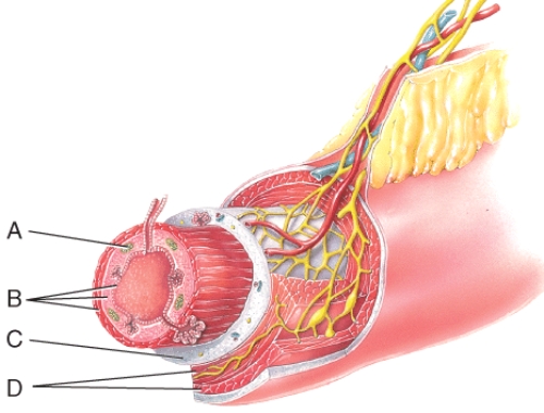 What layer is composed of areolar connective tissue and epithelium?