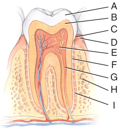<strong>Which structure consists of calcified connective tissue?  </strong> A)A B)B C)E D)F E)G <div style=padding-top: 35px> 