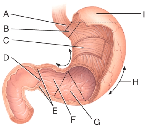 <strong>This is the area where pyloric stenosis occurs.  </strong> A)E B)F C)G D)B E)I <div style=padding-top: 35px> 