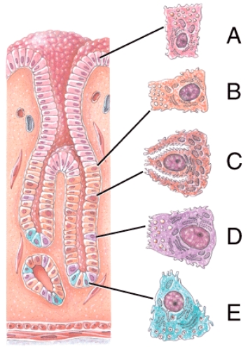 <strong>Which of the following cells secretes intrinsic factor?  </strong> A)A B)B C)C D)D E)E <div style=padding-top: 35px> 