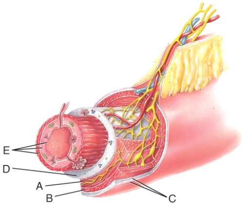 <strong>Name the layer labeled D  </strong> A)Submucosa B)Serosa C)Longitudinal muscle D)Mucosa E)Circular muscle <div style=padding-top: 35px> 