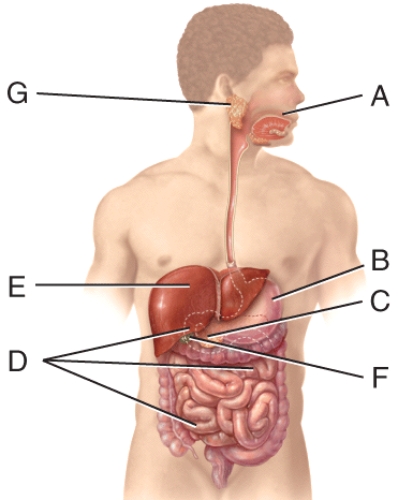 The enzyme,produced in the organ labeled C,that produces fatty acids and monoglycerides during digestion is called: