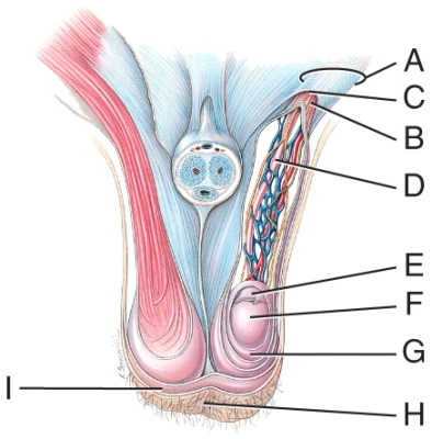 <strong>The septum of the scrotum is made up of a subcutaneous layer and which muscle tissue? </strong> A)A B)B C)F D)G E)I