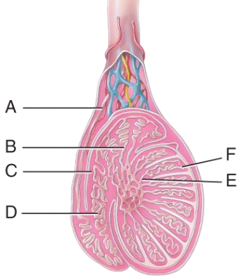 What is line C pointing to?  