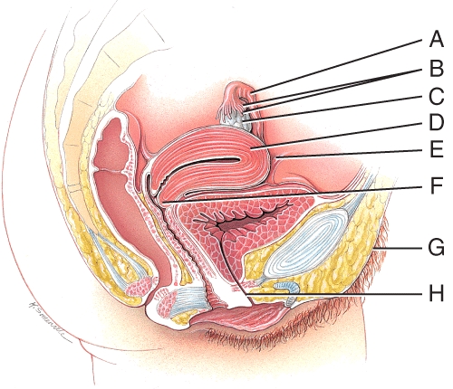 Which line represents the opening from the uterus to the vagina?