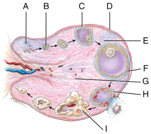 <strong>Which structure consists of a primary oocyte that is surrounded by several layers of cuboidal cells called granulosa? </strong> A)A B)B C)C D)F E)H