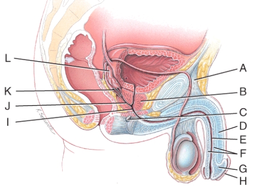 Which structure in the figure secretes an alkaline fluid that protects sperm by neutralizing acids in the urethra?