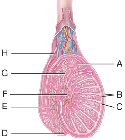 Which structure in the figure is a serous membrane derived from the peritoneum and forms during descent of the testes?
