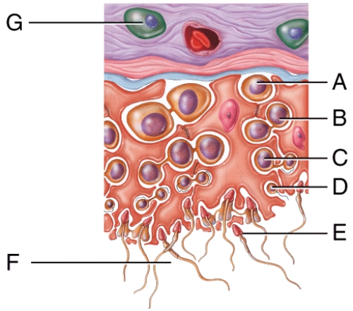 The cell labeled H in the figure secretes which of the following hormones?