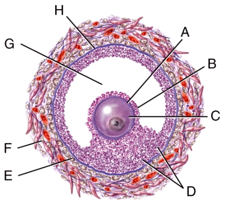 Which structure in the figure is the basement membrane?  