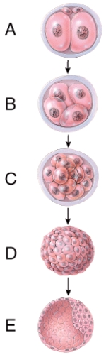 <strong>Which one represents the blastocyst stage? </strong> A)A B)B C)C D)D E)E