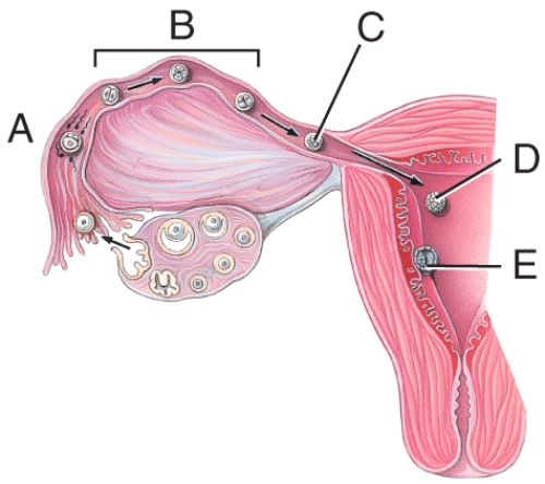 What stage happens 3-4 days after fertilization?  
