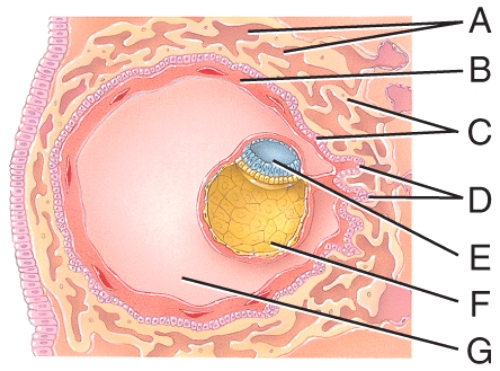 Which cells are derived from the yolk sac and form a connective tissue layer?  