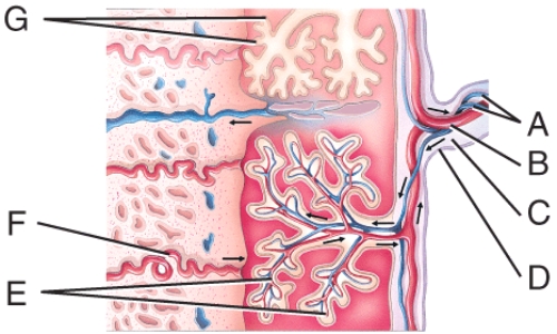 <strong>Where are the fetal blood vessels? </strong> A)C B)D C)E D)F E)G
