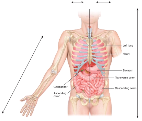 <strong>In the figure,the ascending colon and the gallbladder are considered ________to each other </strong> A)ipsilateral B)contralateral C)lateral D)distal E)posterior