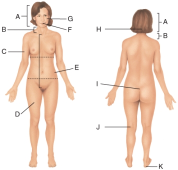 <strong>In the diagram,the femoral area is _____to the cervical area? </strong> A)superior B)inferior C)medial D)proximal E)posterior