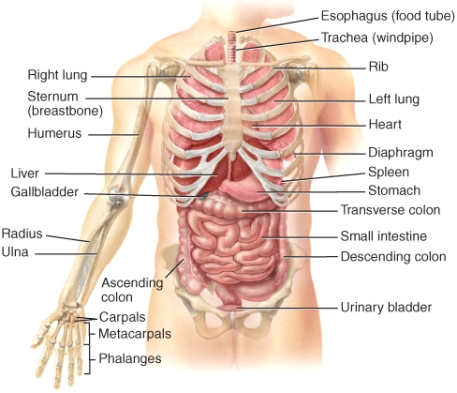 <strong>The stomach is _____ to the urinary bladder. </strong> A)lateral B)medial C)distal D)inferior E)superior