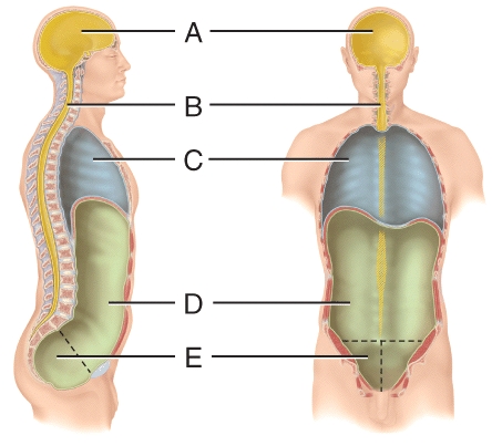 <strong>Which cavity contains the urinary bladder? </strong> A)(A) B)(B) C)(C) D)(D) E)(E)
