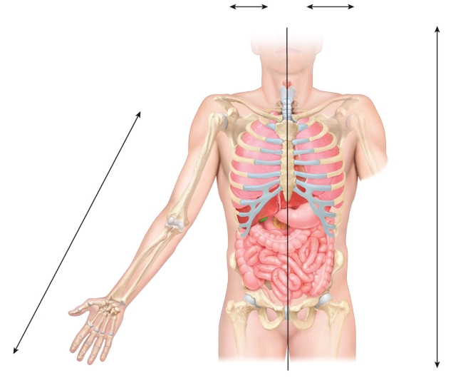 Create labels Lateral Medial Superior Inferior Proximal Distal