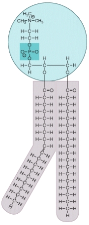 What type of molecule is shown in the diagram? Where in a human body cell would this type of molecule be commonly found? What special chemical properties does this molecule possess that allows it to accomplish its functions?  <div style=padding-top: 35px> 