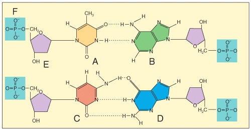 Which of the labeled structures are found in DNA but not RNA? 1 A 2 B 3 C 4 E
