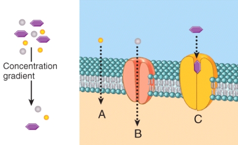 <strong>In the diagram,which one represents carrier-mediated facilitated diffusion? </strong> A)A B)B C)C D)Both A and C E)Both B and C