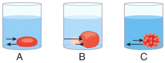<strong>In the diagram,which one represents a hypertonic solution </strong> A)A B)B C)C D)Both B and C E)All of these choices are correct.