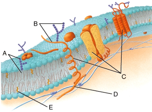 <strong>What structural component of the membrane is labeled (B)in the diagram? </strong> A)glycoprotein B)cholesterol C)glycolipid D)channel protein E)phospholipid