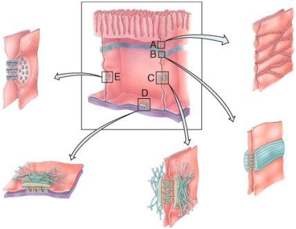 <strong>In the diagram shown below,which cell junction uses keratin reinforce the stability of the cell? </strong> A)A B)B C)C D)D E)E