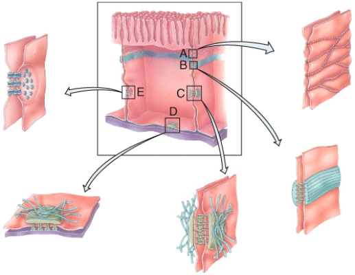 <strong>In the diagram shown below,which cellular junction will prevent acidic stomach fluid from seeping into the connective tissue? </strong> A)A B)B C)C D)D E)E