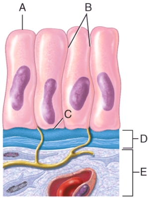 <strong>In the diagram shown below,where would cilia be present? </strong> A)A B)B C)C D)D E)E