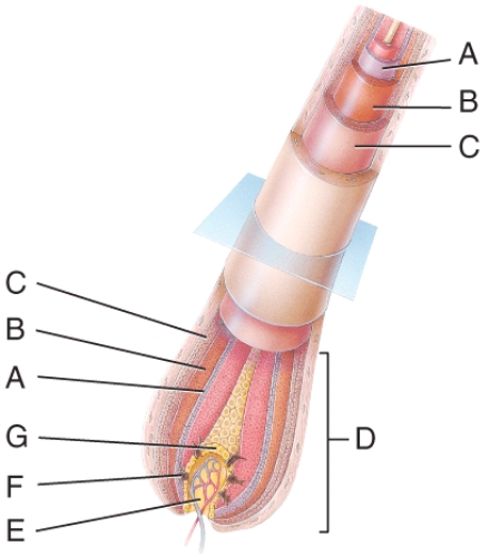 <strong>In the diagram,which is the papilla of the hair? </strong> A)A B)C C)E D)F E)G