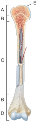 <strong>In which region of the diagram would yellow bone marrow be located? </strong> A)A B)B C)C D)D E)E